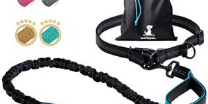 Correa ergonómica para Pasear Cómodamente con tu Perro